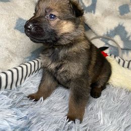 Yellow collar - Sable German Shepherd puppy in Punta Gorda, Florida from Blitzenhaus Working Dogs