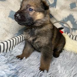 Yellow collar - Sable German Shepherd puppy in Punta Gorda, Florida from Blitzenhaus Working Dogs