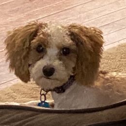 Fetti - Poodle