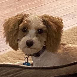 Fetti - Poodle