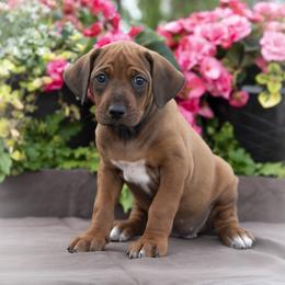 Miss Hot Pink - Rd whtn blk nose female Rhodesian Ridgeback puppy in Hillman, Minnesota from Rhoxwood Kennel