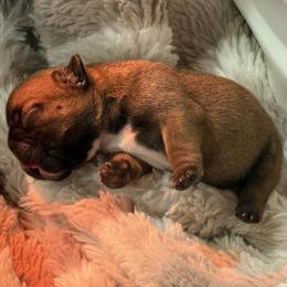 Bunkhouse Litter-Laramie - Fawn female French Bulldog puppy in Kalispell, Montana from Grace & Grit Frenchies