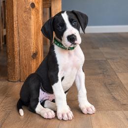 Puppy 2 - Mantle male Great Dane puppy in Ocala, Florida from Oak Haven Great Danes