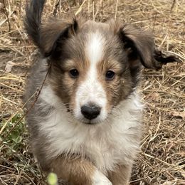 Boy 1 - Sable and white Shetland Sheepdog puppy in Buffalo, Minnesota from Gulstad’s Shelties