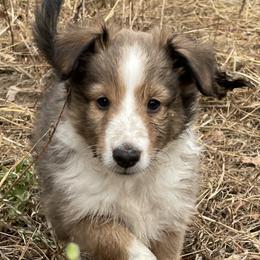 Boy 1 - Sable and white Shetland Sheepdog puppy in Buffalo, Minnesota from Gulstad’s Shelties