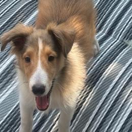 Boy 5 - Sable and white male Shetland Sheepdog puppy in Pensacola, Florida from Nancy Barger's Siberian Huskies