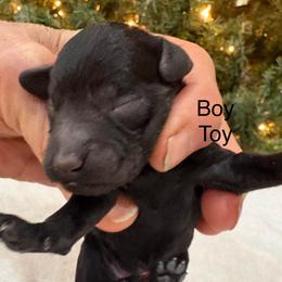 Boy 2 - Black male Poodle puppy in Vilonia, Arkansas from Donna’s Pretty Poodles