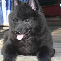 Schipperke All Grown Up from Safari Schipperkes