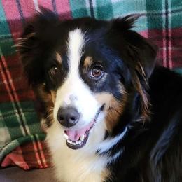 Lolly - Australian Shepherd