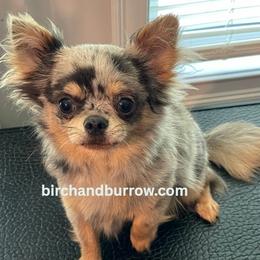 Mozart - Chihuahua