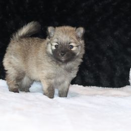 Pomeranian Puppies from Red Wagon Pomeranians
