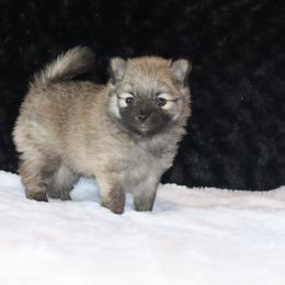 Pomeranian Puppies from Red Wagon Pomeranians