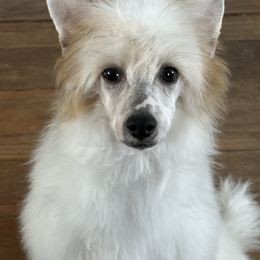 Boy 3 - Chinese Crested puppy from Ambush Kennel