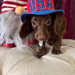 Chewy - Chocolate male Dachshund puppy in Bergen, New York from T. Rex Doxies & Friends