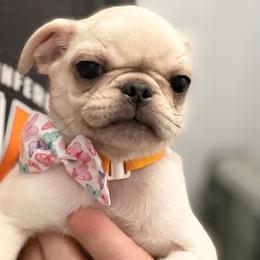 Cinnamon - White female Pug puppy in Cleveland, Ohio from Whimsical White Pugs - Quality Comes First! We offer Flight Nanny Services for Additional Fee.