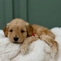 Red collar RALPHIE - Apricot male Goldendoodle puppy in Salem, Utah from Aspen Doodles