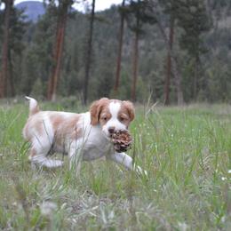 Brittany Puppies from Tommie Dahl