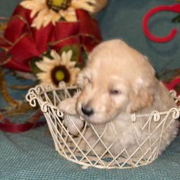 Goldendoodle Puppies from Toneytails Doodles