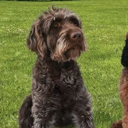 Australian Labradoodles from Absolute Australian Labradoodles