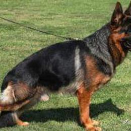 Quintessenz  - German Shepherd