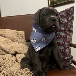 Bronco - Gray brindle male Cane Corso puppy in Utah from 3Lake Kennelz