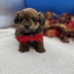 Olaf - Chocolate and white male Havapoo puppy in Loveland, Colorado from Littledoodles2love