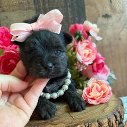 Little Raven - Black and gold female Yorkshire Terrier puppy in Howe, Oklahoma from Ray Holder