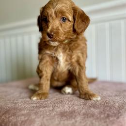 Cinnamon Toast Crunch - Red  female Goldendoodle puppy in Taylorsville, North Carolina from Heartfelt Doodles
