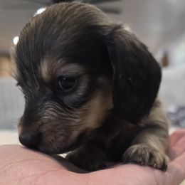 Boy 5 - Cream male Dachshund puppy in Price, Utah from Stone Kennels