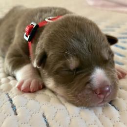 Siberian Husky Puppies from Dennis Kirkpatrick