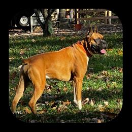 Rufus - Boxer