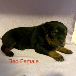 Rottweiler Puppies from Lindsay Boorman