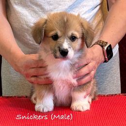 Snickers - Pembroke Welsh Corgi puppy from Eilatan Corgis