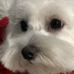 Maltipoos, Pomeranians, and Poodles from Bee Mine Poodles, Doodles and Pomeranians