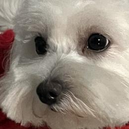 Maltipoos, Pomeranians, and Poodles from Bee Mine Poodles, Doodles and Pomeranians