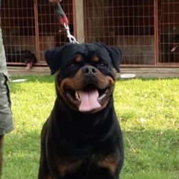 Freya - Rottweiler