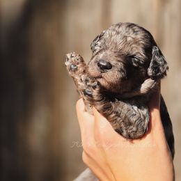 Opal Mist - Blue merle female Aussiedoodle puppy in Centreville, Mississippi from Trin's Designer Doodles