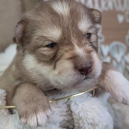 Cadbury - Red and white male Siberian Husky puppy in Coshocton, Ohio from Wyant Farms