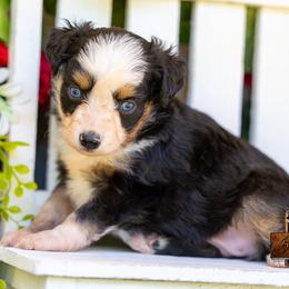Poppy - Black tri female Toy Australian Shepherd puppy in Granbury, Texas from Best Little Aussies