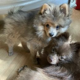 Collies and Pomeranians from Shakhor Ohr Collies and Pomeranians