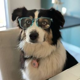 Australian Shepherd All Grown Up from True Heart Aussies