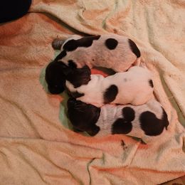 Girl 1 - Liver roan German Shorthaired Pointer puppy in Henderson, Texas from C4 Gun Dogs