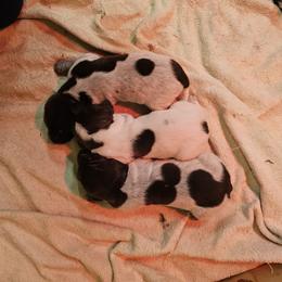 Girl 1 - Liver roan German Shorthaired Pointer puppy in Henderson, Texas from C4 Gun Dogs