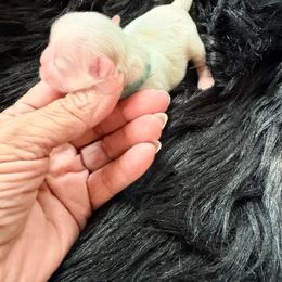 Valentino - White male Shih Tzu puppy in Port Orchard, Washington from Buttons N Bows