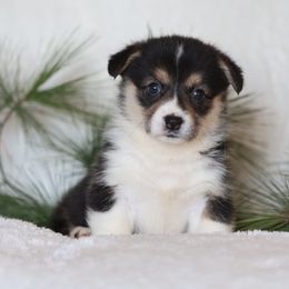 Angel - Black and tan female Pembroke Welsh Corgi puppy in Morgantown, Pennsylvania from Goldstar Puppies (License Number 18519)