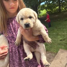 Ugg- white collar - Yellow female Labrador Retriever puppy in Isanti, Minnesota from Four Corners Family Labs