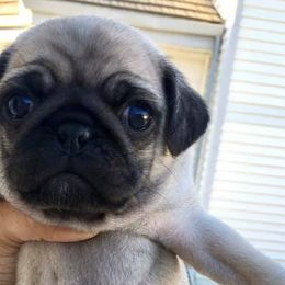 Pugs from The Pug Realm