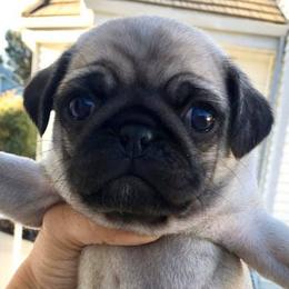 Pugs from The Pug Realm