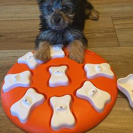 Assorted Doodle Crosses, Double Doodle, Maltipoo, Morkie, and Yorkipoo Puppies from Danza Bolo