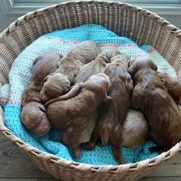 Yankee - Dark golden male Golden Retriever puppy in Inman, South Carolina from Shadow Acres
